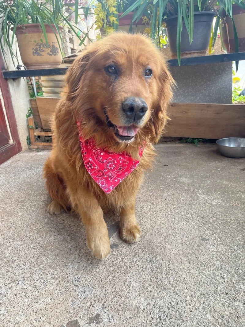 Adjustable Paisley Pet Bandana Collar – Dogs & Cats